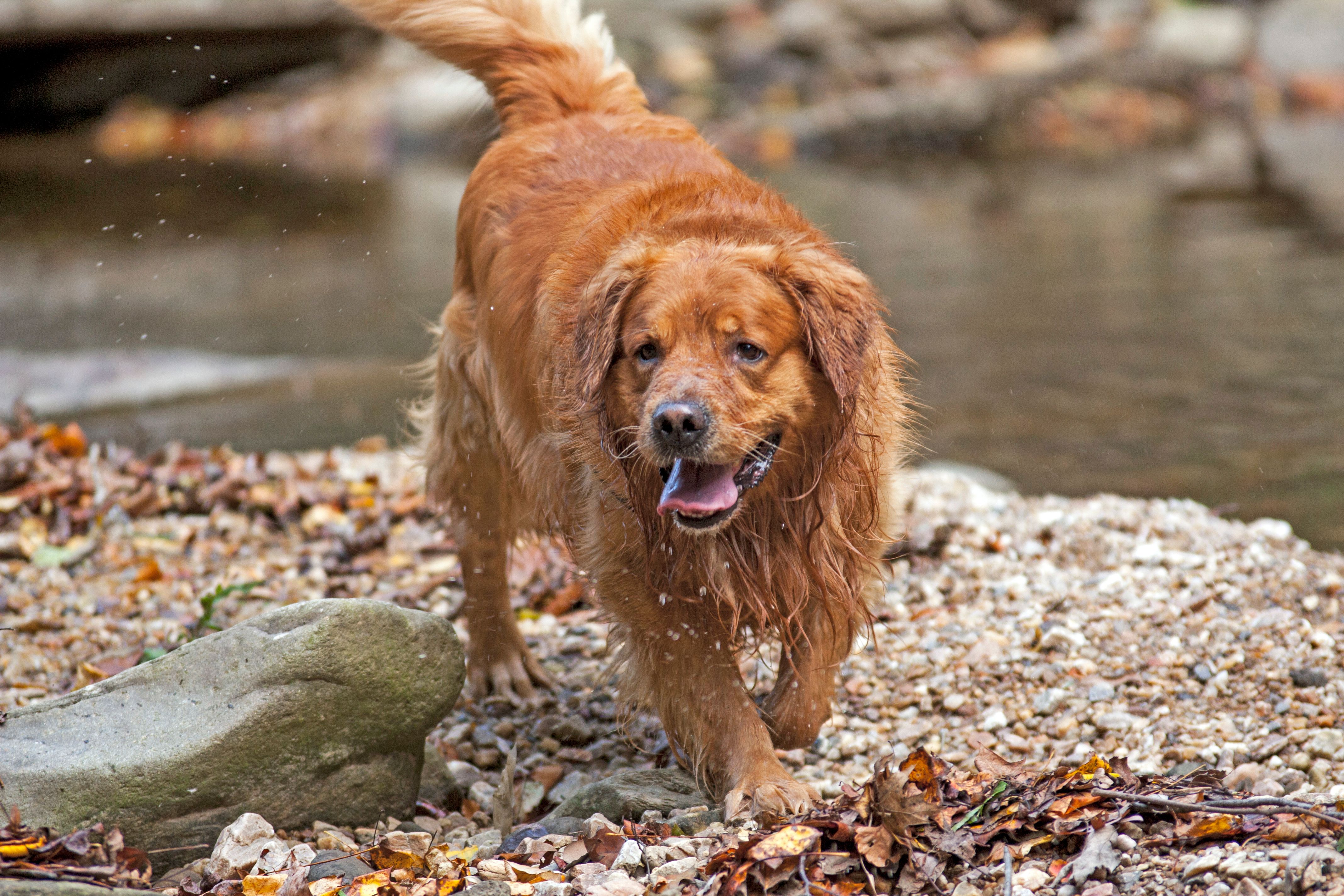 Pele by the creek